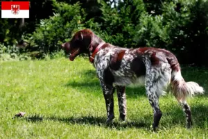 Lire la suite à propos de l’article Épagneul français Éleveurs et chiots en Brandebourg
