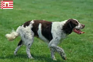 Lire la suite à propos de l’article Épagneul français Éleveurs et chiots à Brême