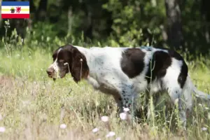 Lire la suite à propos de l’article Épagneul français Éleveurs et chiots dans le Mecklembourg-Poméranie occidentale