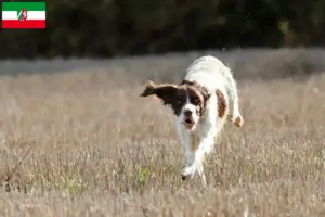 Lire la suite à propos de l’article Épagneul français Éleveurs et chiots en Rhénanie-du-Nord-Westphalie