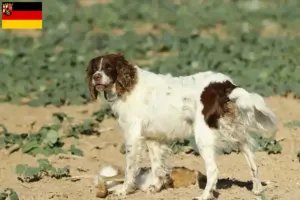 Lire la suite à propos de l’article Épagneul français éleveurs et chiots en Rhénanie-Palatinat