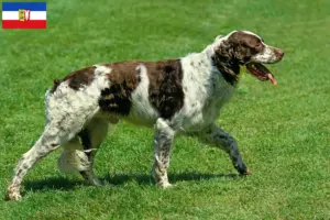 Lire la suite à propos de l’article Épagneul français Éleveurs et chiots dans le Schleswig-Holstein