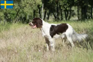 Lire la suite à propos de l’article Épagneul français Éleveurs et chiots en Suède