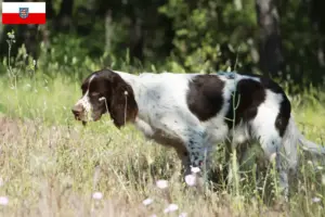 Lire la suite à propos de l’article Épagneul français Éleveurs et chiots en Thuringe