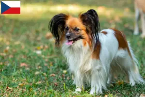 Lire la suite à propos de l’article Éleveurs d’épagneuls nains continentaux et chiots en République tchèque