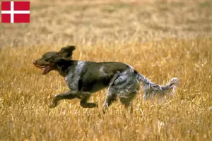 Lire la suite à propos de l’article Éleveurs d’Épagneul Picard et chiots au Danemark