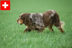 Lire la suite à propos de l’article Éleveurs d’Épagneul Picard et chiots en Suisse
