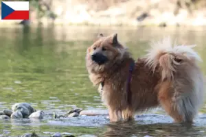Lire la suite à propos de l’article Éleveurs d’Eurasiers et chiots en République tchèque