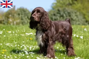 Lire la suite à propos de l’article Éleveurs de Field Spaniel et chiots en Grande-Bretagne