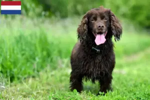 Lire la suite à propos de l’article Éleveurs de Field Spaniels et chiots aux Pays-Bas