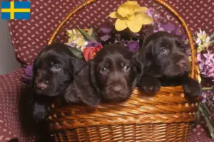 Lire la suite à propos de l’article Éleveurs de Field Spaniel et chiots en Suède