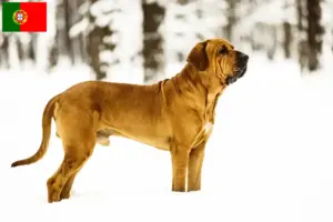 Lire la suite à propos de l’article Éleveurs de Fila Brasileiro et chiots au Portugal