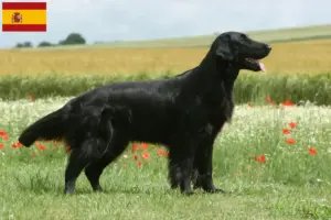 Lire la suite à propos de l’article Éleveurs de Flat Coated Retrievers et chiots en Espagne