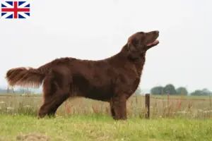 Lire la suite à propos de l’article Éleveurs de Retrievers à poil plat et chiots en Grande-Bretagne