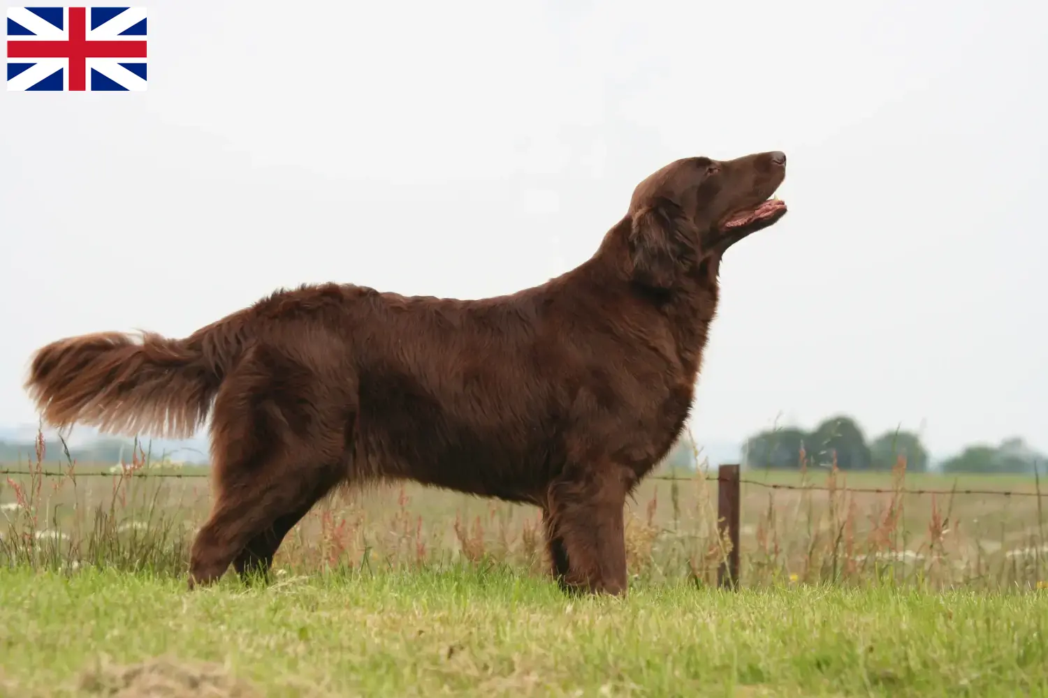 Retriever à poil plat chiots et éleveurs Royaume-Uni Ici, tu trouveras des éleveurs de Flat Coated Retrievers en Grande-Bretagne.