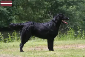 Lire la suite à propos de l’article Éleveurs de Flat Coated Retrievers et chiots en Lettonie