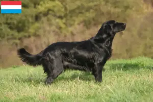 Lire la suite à propos de l’article Éleveurs de Flat Coated Retrievers et chiots au Luxembourg