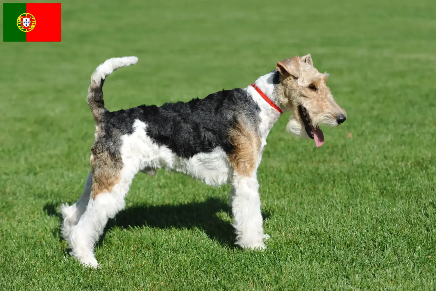 Foxterrier chiots et éleveurs Portugal Ici, tu trouveras des éleveurs de fox-terriers au Portugal.