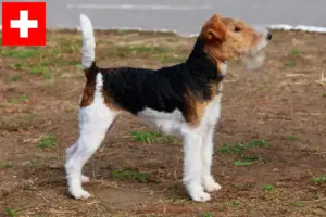 Lire la suite à propos de l’article Éleveurs de Fox Terriers et chiots en Suisse