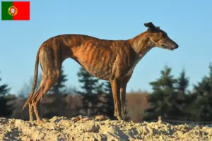 Lire la suite à propos de l’article Éleveurs de Galgo Espanol et chiots au Portugal