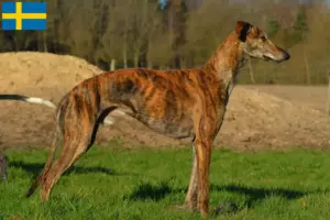 Lire la suite à propos de l’article Éleveurs de Galgo Espanol et chiots en Suède