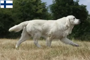 Lire la suite à propos de l’article Golden Retriever éleveurs et chiots en Finlande