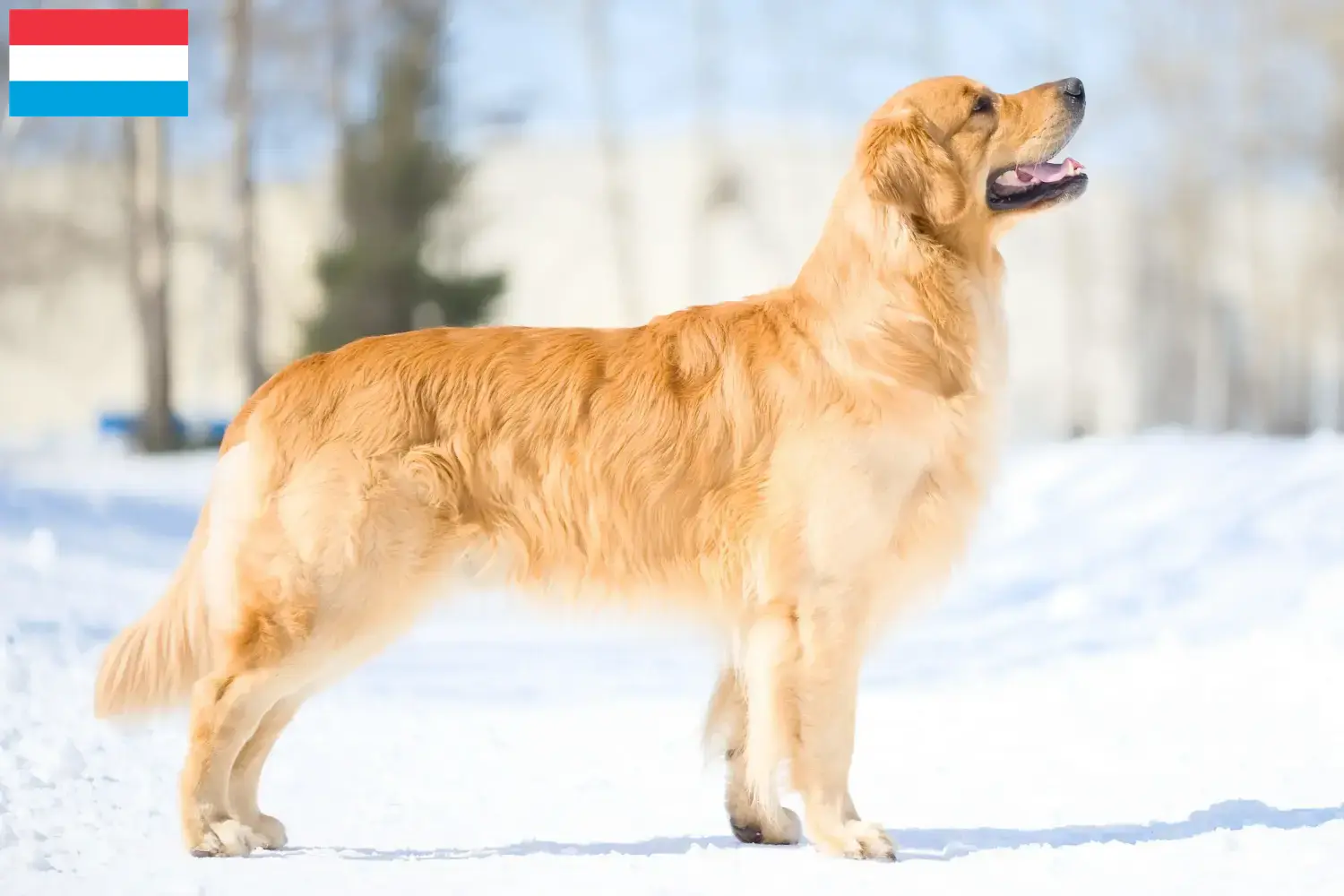 Golden Retriever chiots et éleveurs Luxembourg Ici, tu trouveras des éleveurs de Golden Retrievers au Luxembourg.