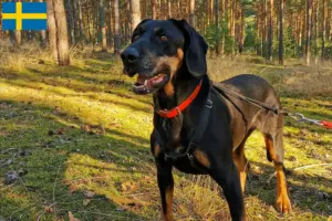 Lire la suite à propos de l’article Gończy Polski éleveurs et chiots en Suède