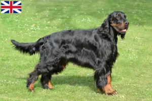 Lire la suite à propos de l’article Éleveurs de setter Gordon et chiots en Grande-Bretagne