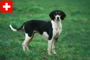 Lire la suite à propos de l’article Grand Anglo-Français éleveurs et chiots en Suisse