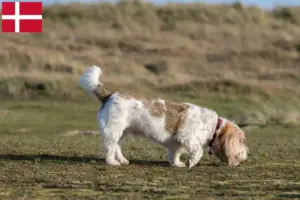 Lire la suite à propos de l’article Grand Basset Griffon Vendéen éleveurs et chiots au Danemark