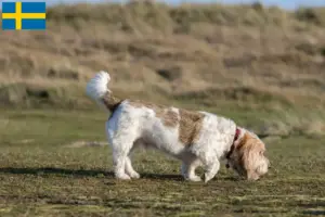 Lire la suite à propos de l’article Grand Basset Griffon Vendéen Éleveurs et chiots en Suède