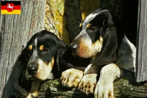 Lire la suite à propos de l’article Grand Bleu de Gascogne Éleveurs et chiots en Basse-Saxe