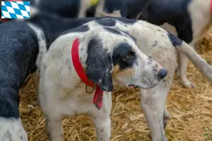 Lire la suite à propos de l’article Grand Bleu de Gascogne Éleveurs et chiots en Bavière