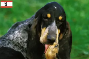 Lire la suite à propos de l’article Grand Bleu de Gascogne Éleveurs et chiots à Berlin