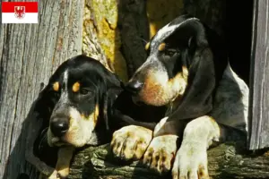 Lire la suite à propos de l’article Grand Bleu de Gascogne Éleveurs et chiots en Brandebourg