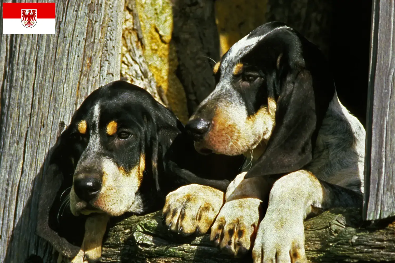 Grand Bleu de Gascogne Chiots et éleveurs Brandenburg Ici, tu trouveras des éleveurs de Grand Bleu de Gascogne dans le Brandebourg.