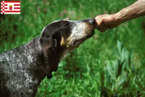 Lire la suite à propos de l’article Grand Bleu de Gascogne éleveurs et chiots à Bremen