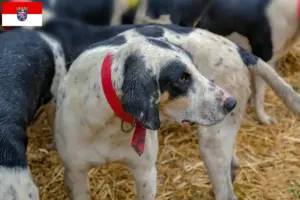 Lire la suite à propos de l’article Grand Bleu de Gascogne Éleveurs et chiots en Hesse