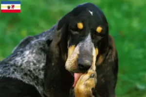Lire la suite à propos de l’article Grand Bleu de Gascogne Éleveurs et chiots dans le Mecklembourg-Poméranie occidentale