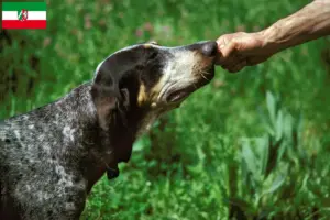 Lire la suite à propos de l’article Grand Bleu de Gascogne Éleveurs et chiots en Rhénanie-du-Nord-Westphalie