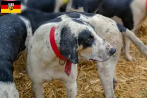 Lire la suite à propos de l’article Grand Bleu de Gascogne Éleveurs et chiots en Sarre