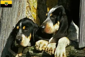Lire la suite à propos de l’article Grand Bleu de Gascogne Éleveurs et chiots en Saxe-Anhalt