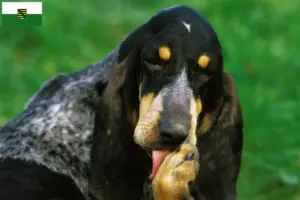 Lire la suite à propos de l’article Grand Bleu de Gascogne Éleveurs et chiots en Saxe