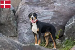 Lire la suite à propos de l’article Grand bouvier suisse éleveur et chiots au Danemark