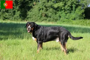 Lire la suite à propos de l’article Grand bouvier suisse éleveur et chiots au Portugal