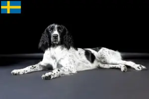 Lire la suite à propos de l’article Grand Münsterländer éleveur et chiots en Suède