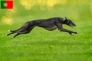 Lire la suite à propos de l’article Éleveurs de Lévriers et chiots au Portugal