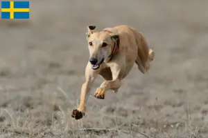 Lire la suite à propos de l’article Éleveurs de Greyhounds et chiots en Suède