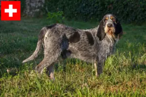 Lire la suite à propos de l’article Griffon Bleu de Gascogne Éleveurs et chiots en Suisse